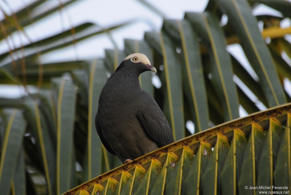 White-crowned Pigeon