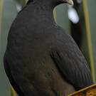 Pigeon à couronne blanche