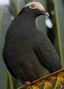 White-crowned Pigeon