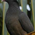 Pigeon à couronne blanche