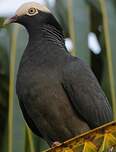 Pigeon à couronne blanche