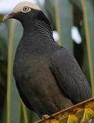 Pigeon à couronne blanche