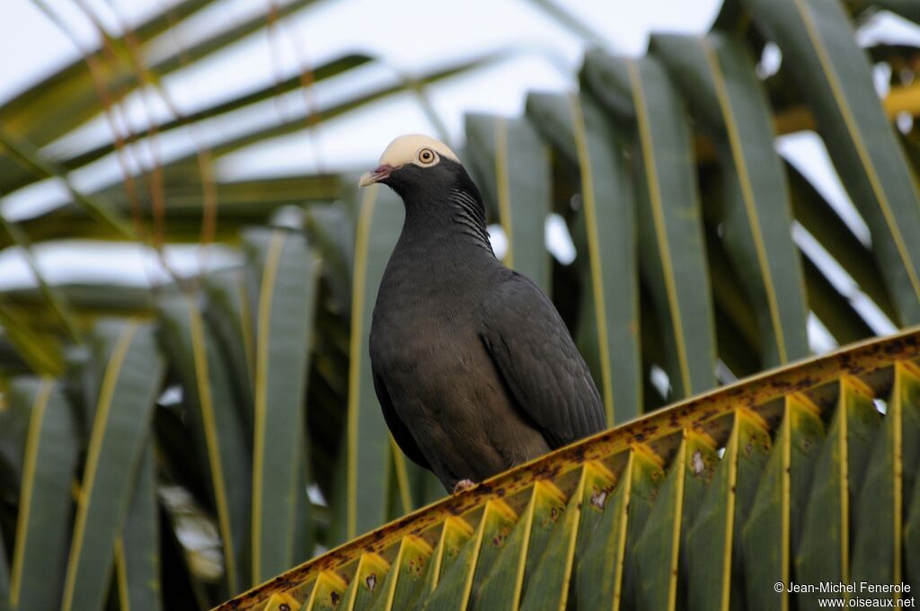 Pigeon à couronne blanche