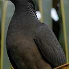 Pigeon à couronne blanche