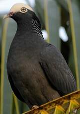 Pigeon à couronne blanche