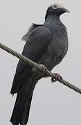 White-crowned Pigeon