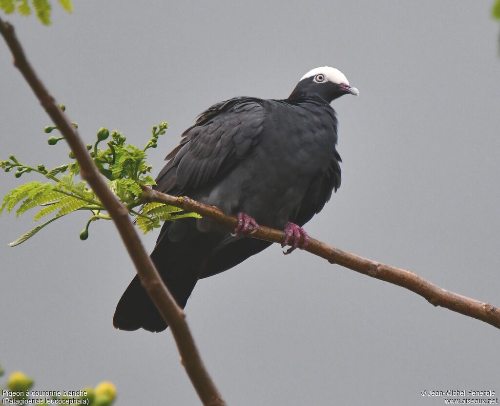 White-crowned Pigeon