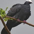 Pigeon à couronne blanche