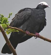 Pigeon à couronne blanche