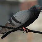 Pigeon biset