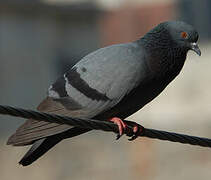 Rock Dove