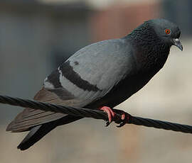 Pigeon biset