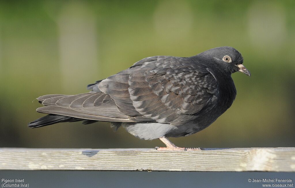 Rock Dove