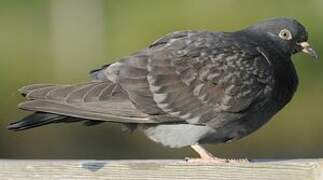 Rock Dove