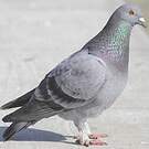 Pigeon biset