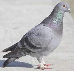 Pigeon biset