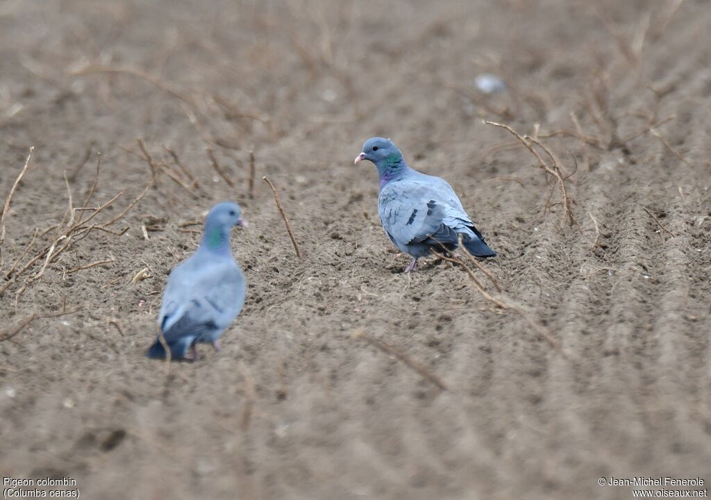 Pigeon colombin