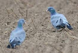 Pigeon colombin