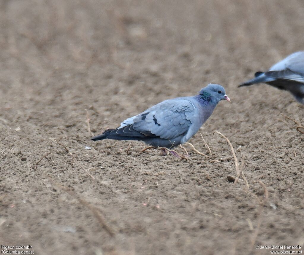 Pigeon colombin