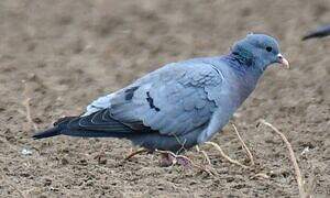 Pigeon colombin