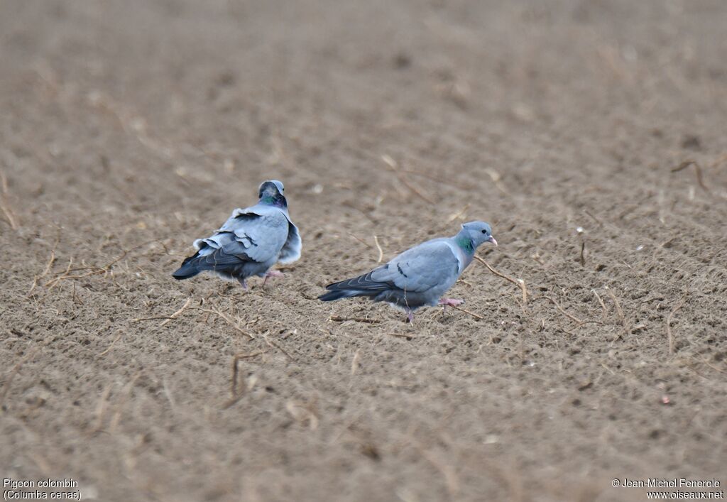 Pigeon colombin