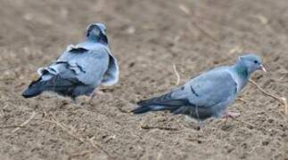 Stock Dove