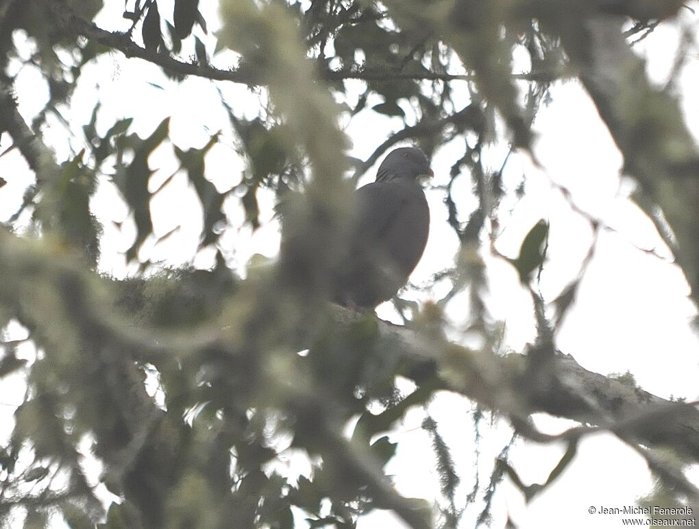 Pigeon de Bolle