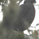 Pigeon de Bolle