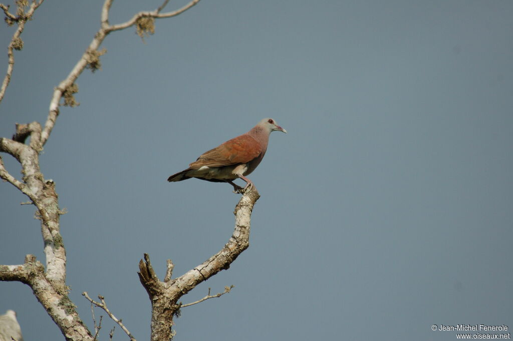 Pigeon de Madagascar