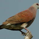 Pigeon de Madagascar