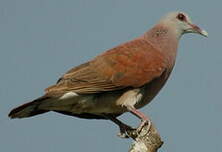 Pigeon de Madagascar