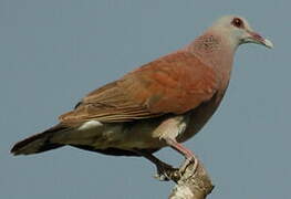 Malagasy Turtle Dove