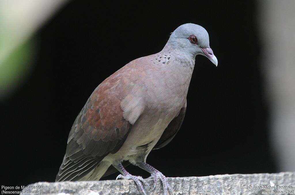 Pigeon de Madagascar