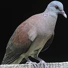 Pigeon de Madagascar