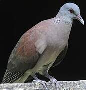 Malagasy Turtle Dove