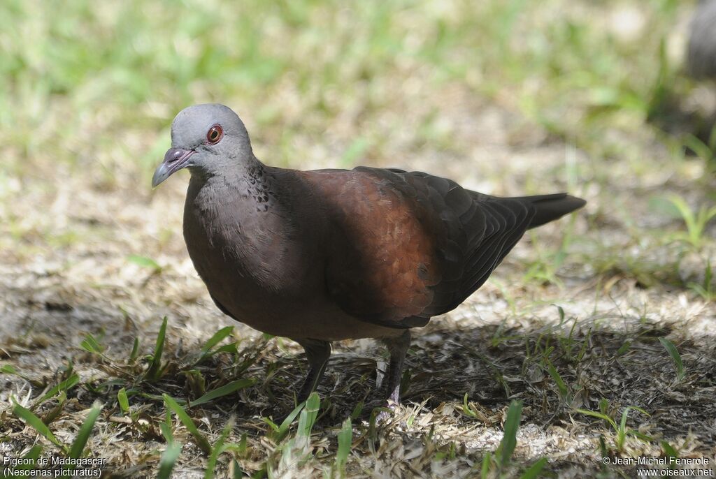 Pigeon de Madagascar