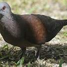 Pigeon de Madagascar