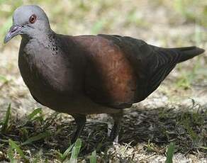 Pigeon de Madagascar