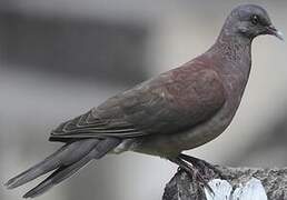 Pigeon de Madagascar