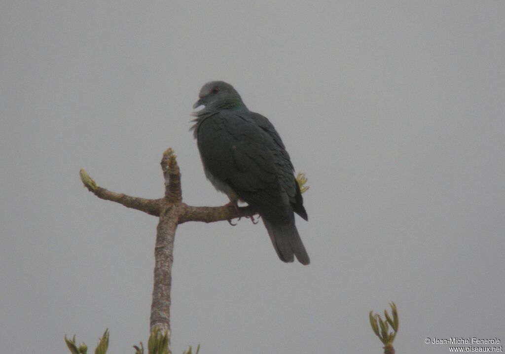 Pigeon de Malherbe