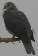 Island Bronze-naped Pigeon