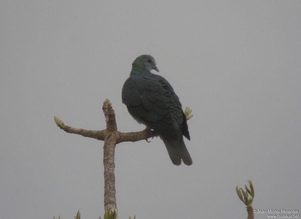 Island Bronze-naped Pigeon