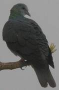 Island Bronze-naped Pigeon