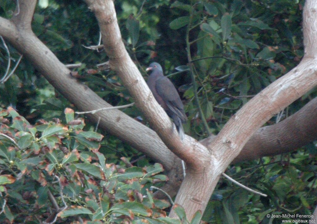 Laurel Pigeon