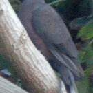 Pigeon des lauriers