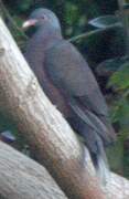 Laurel Pigeon