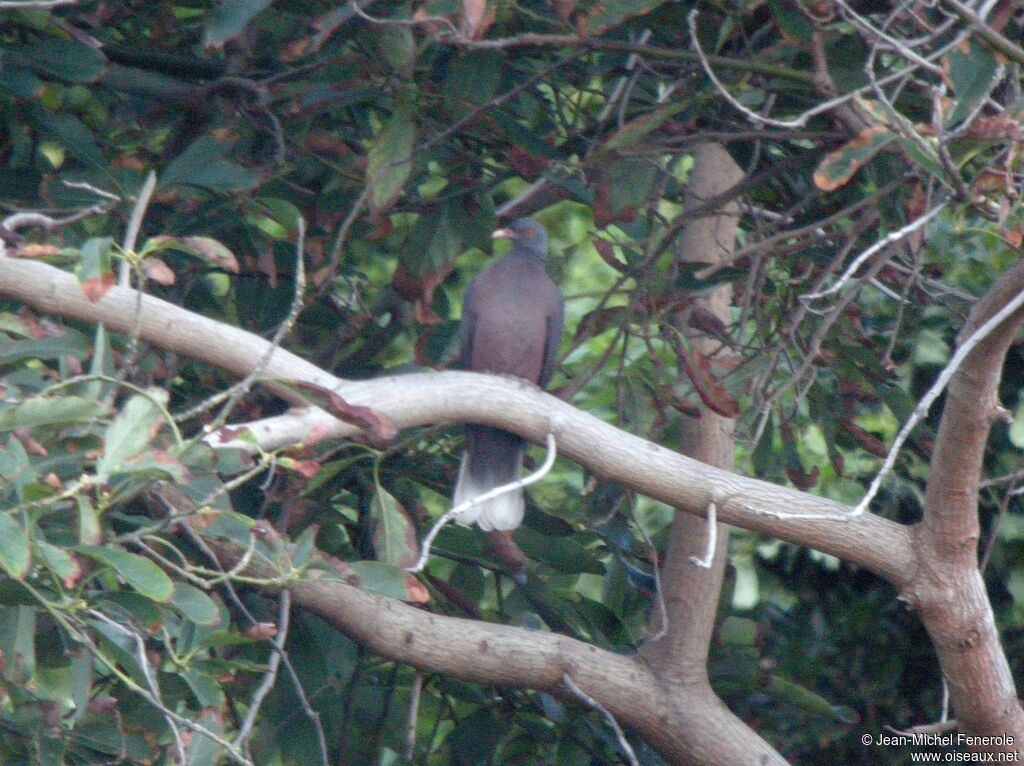 Pigeon des lauriers