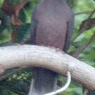 Pigeon des lauriers