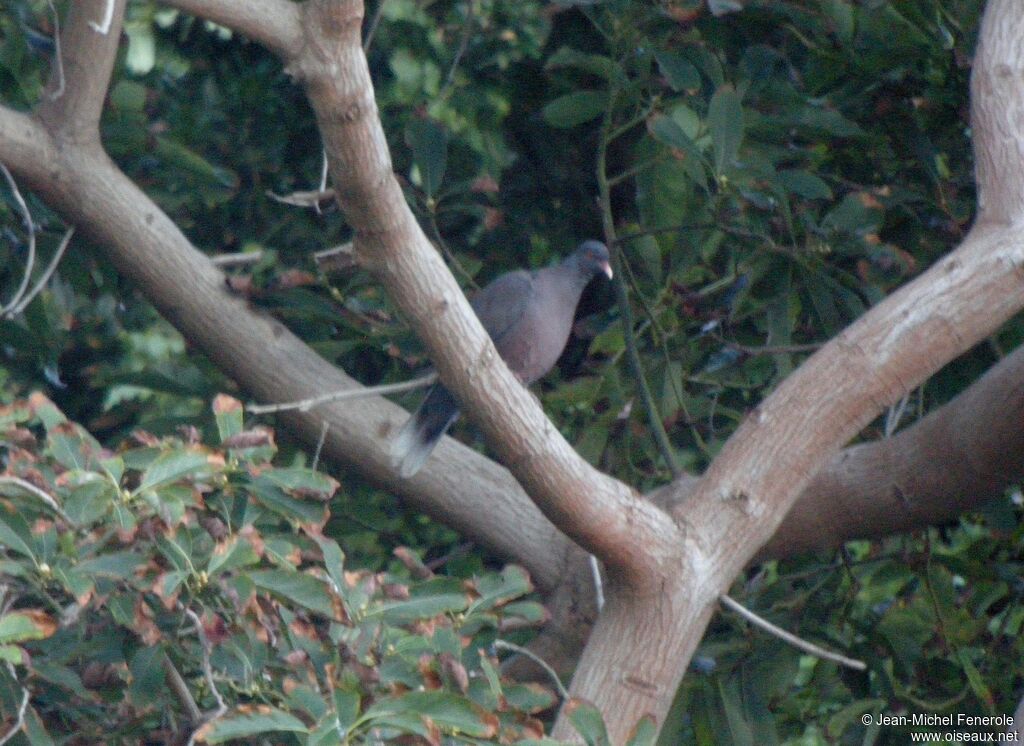 Laurel Pigeon