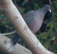 Laurel Pigeon